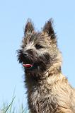CAIRN TERRIER 305